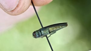 li-ashborer2-620