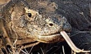 wdr-sidebar-komodo-dragon