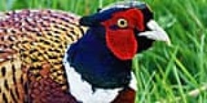 wdr-160-sidebar-pheasant