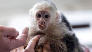 300-bieber-monkey-cp-044607