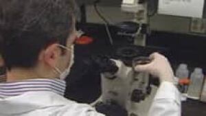 si-cgy-stemcells