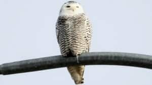 hi-bc-121205-snowy-owl-bennett-bridge-4col