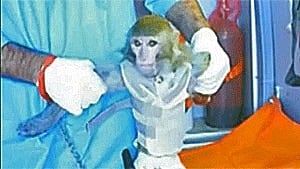 si-iran-monkey-300