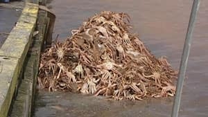 nl-dumped-crab-20130415