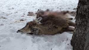 mi-deer-carcass-130213