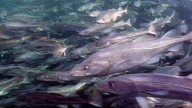 In recent years, cod has accounted for about $10 million in a fishery that had a landed value around $600-700 million, reports Fisheries Broadcast host Jamie Baker.