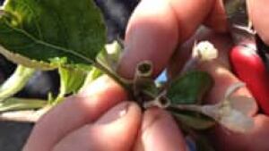 ii-cut-apple-fruitlet-220