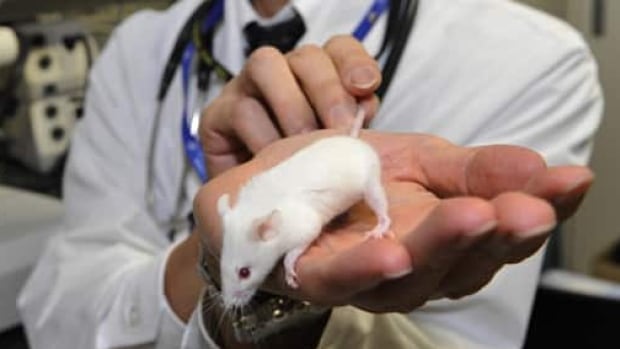 Lab mouse test results depend on scientist�s gender