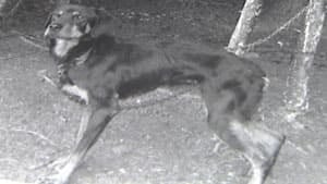 nl-lady-dog-20130424