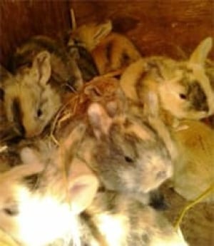 ns-baby-bunnies-220
