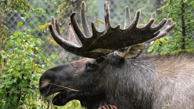 [Image: hi-moose-project-852.jpg]
