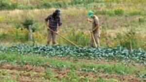 si-nb-local-farm-220