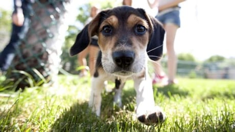 Dog Friendly Camp Grounds Ottawa Dog Friendly Camp Grounds Ottawa