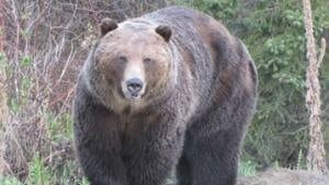 si-bc-120503-bear-homer-grizzly-2