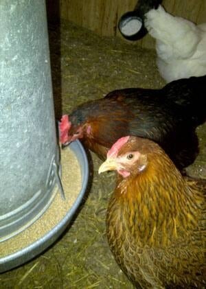 mi-chickens-300