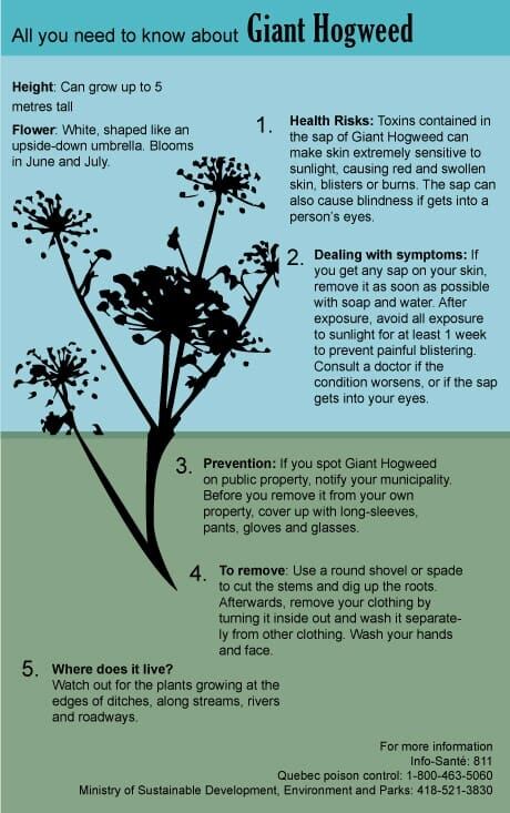 hogweed-graphic