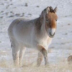 sm-250-przewalski_0130