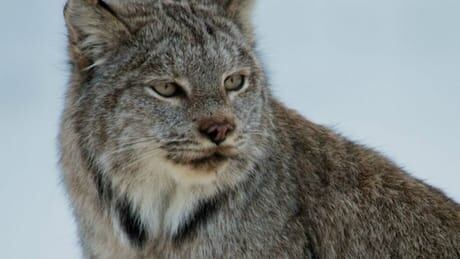 hi-lynx-face-6col