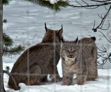 si-lynx-little