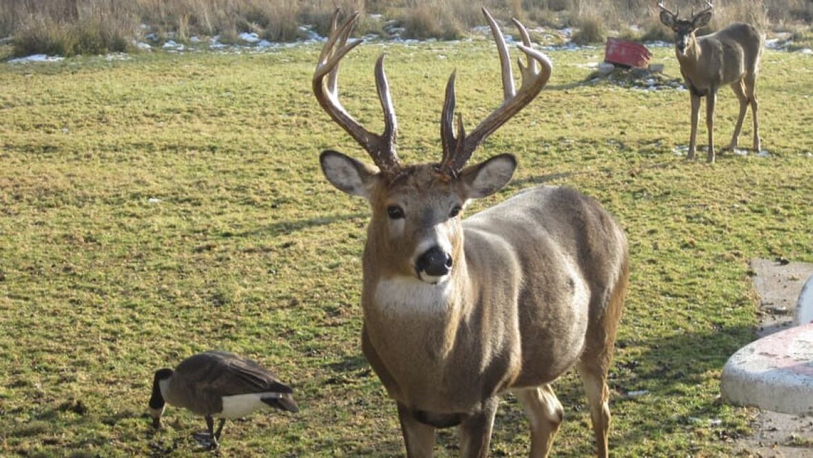 Feeding deer can cost residents 5,000 fine Thunder Bay CBC News