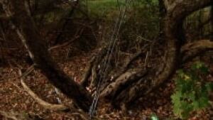 tree-crash_220x124_1