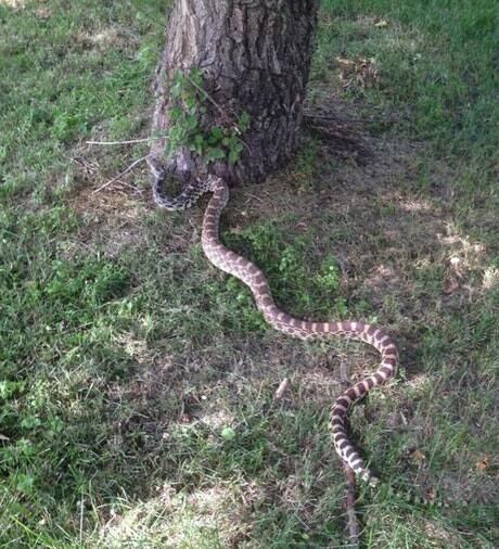 sk-bull-snake-460