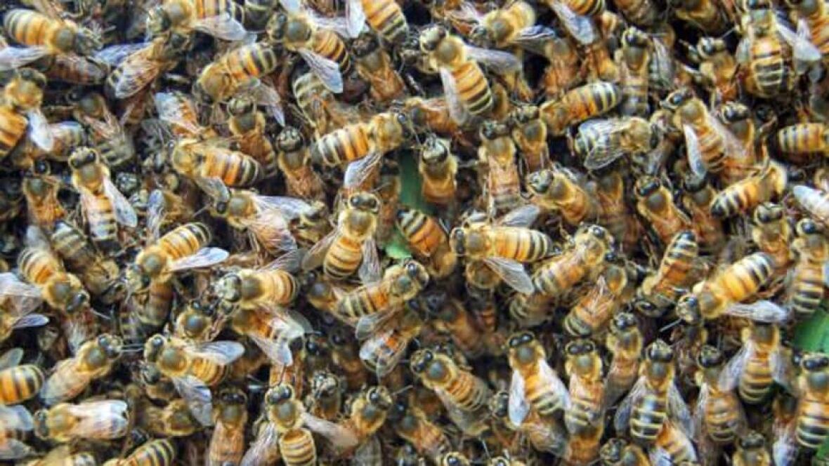 Swarm of bees from Moncton hotel rooftop create a buzz - New Brunswick Swarm of bees from Moncton hotel rooftop create a buzz - New Brunswick