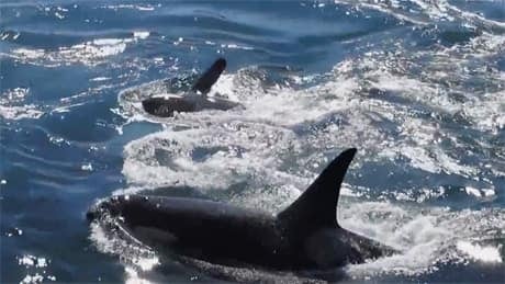 fi-bc-130826-orca-pod-youtube-3