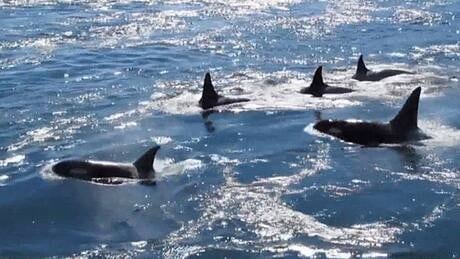 fi-bc-130826-orca-pod-youtube-2