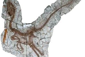 si-dino-fossil