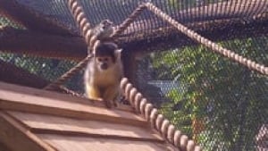 nb-squirrel-monkey-220