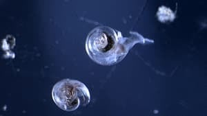 si-antarctic-snails