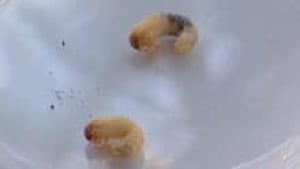 nb-si-chafer-beetle