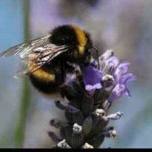 sm-220--buff-tailed-bumblebee-science-41957