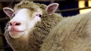 ii-dolly-sheep-rtxkze3