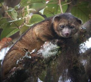 fi-460-olinguito-60468