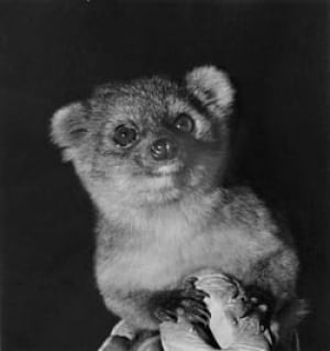 sm-250-ringerl-1-zoo-olinguito-i