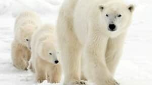 mi-polar-bear-churchill-cp00975266