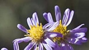 wdr-220-willow-leaf-aster