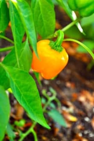 si-220-bell-pepper