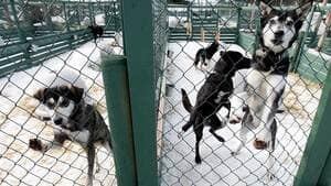 hi-bc-110405-cp-whistler-sled-dogs-4col