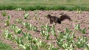 wdr-300-squirrel-tulip