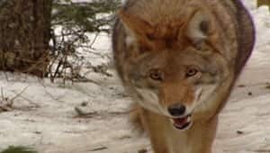 ns-si-coyote-bounty
