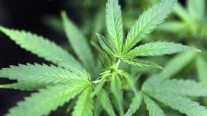 pi-300-cannabis-rtr3b7m9