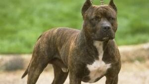 hi-pit-bull-dog