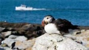si-nb-puffin-machias-220