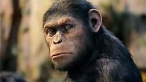 ii-300-planet-of-apes