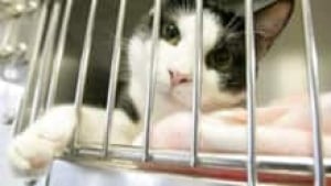 spca-cat-220