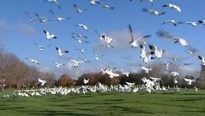 hi-bc-121119-snow-geese-4col