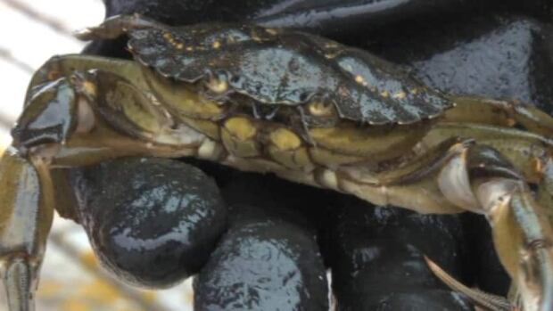 The aggressive green crabs have caused some problems with local species. (CBC)